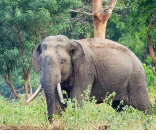 प्रसुन्नालाई ‘युके ब्युटी एण्ड ब्रेन’ को तेस्रो उपाधि